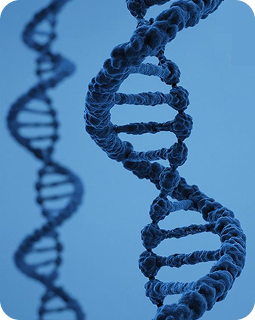 Тип сахарного диабета - LADA